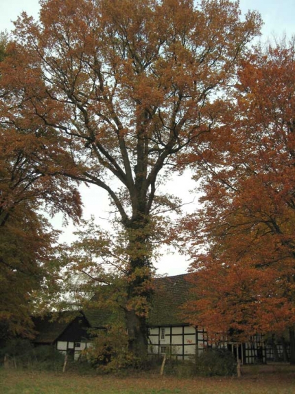 Bild 2 von Eiche am Braukenhof
